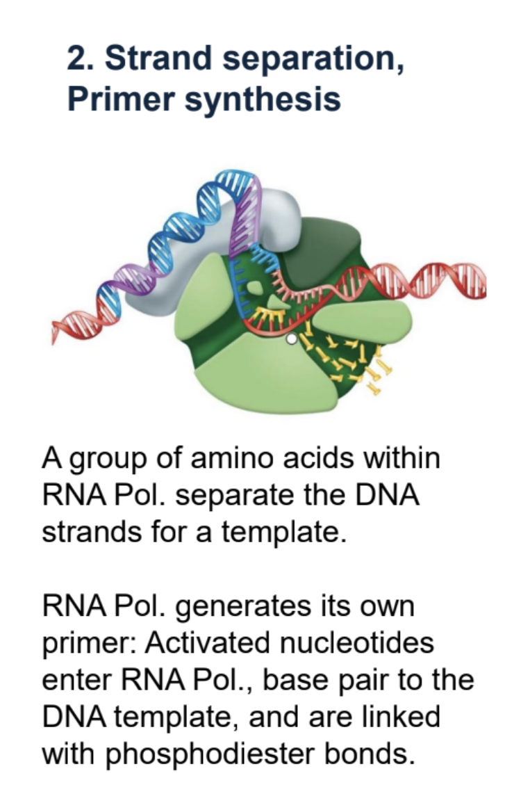 <p>Amino acids within RNA Pol. split DNA into template and coding strand. RNA pol. creates its own primer. Activated nucleotides enter RNA pol. and base pair with DNA template, joined by phospohodiester bonds.&nbsp;</p>