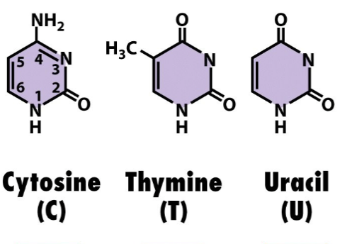 <ul><li><p>base of nucleic acids </p></li><li><p>have one ring</p></li><li><p>cytosine, thymine  and uracil</p></li></ul><p></p>