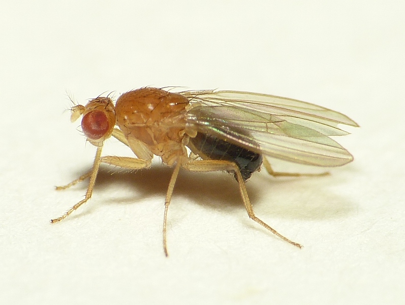 <p>drosophilidae</p>