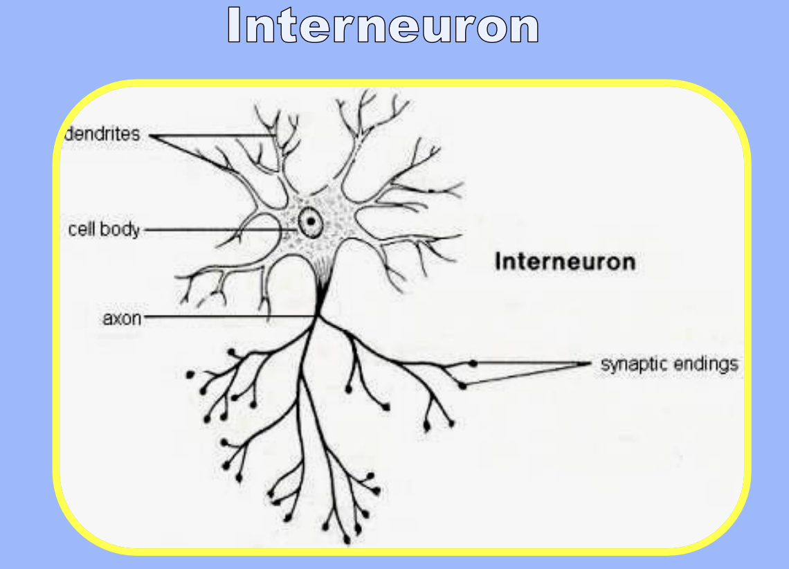 <p>Short dendrite and short axon</p>
