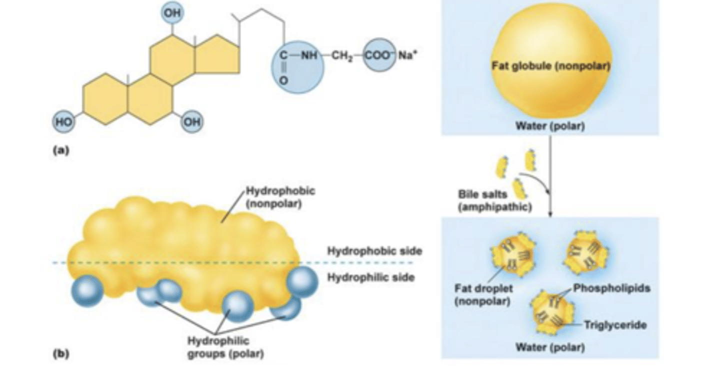 <p>bile salts contain a hydrophilic &amp; hydrophobic face (amphipathic) ==&gt; this property allows them to facilitate emulsifying fats &amp; the formation of micelles</p>