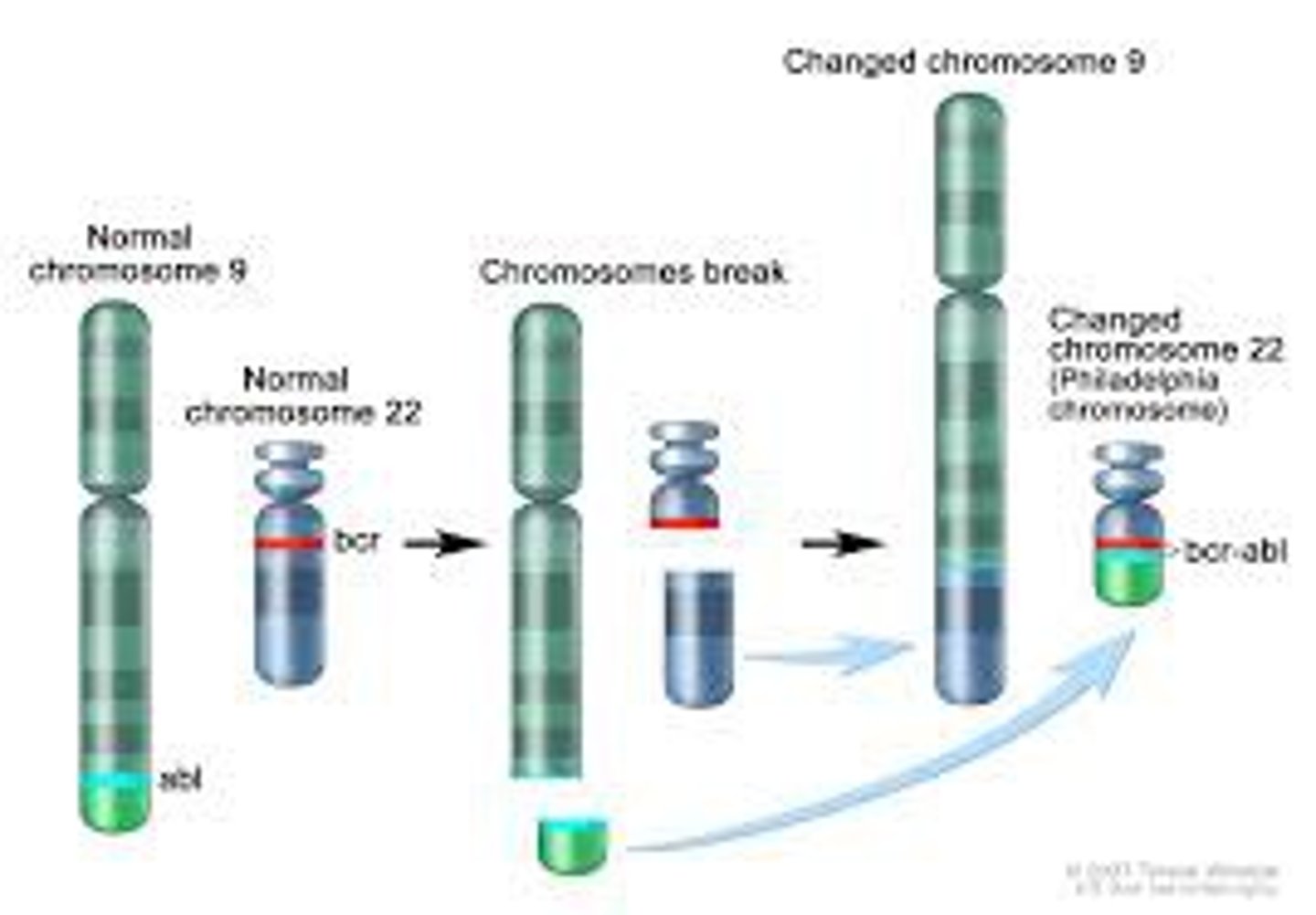 <p>A change in the structure of a chromosome (e.g., deletion, the loss of a segment of a chromosome and thus the loss of segment containing genes; duplication, when a segment of a chromosome is duplicated and thus displayed more than once on the chromosome; inversion, when a segment of a chromosome breaks off and reattaches in reverse order; and translocation, when a segment of one chromosome breaks off and attaches to a nonhomologous chromosome).</p>