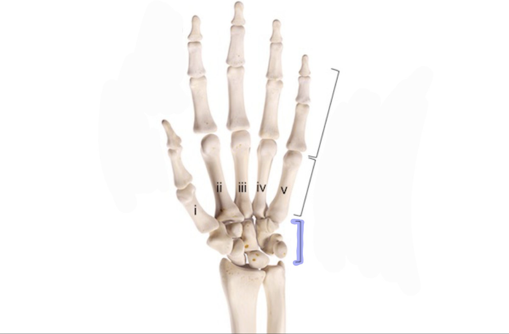 <p>Eight carpal bones make up each wrist</p>