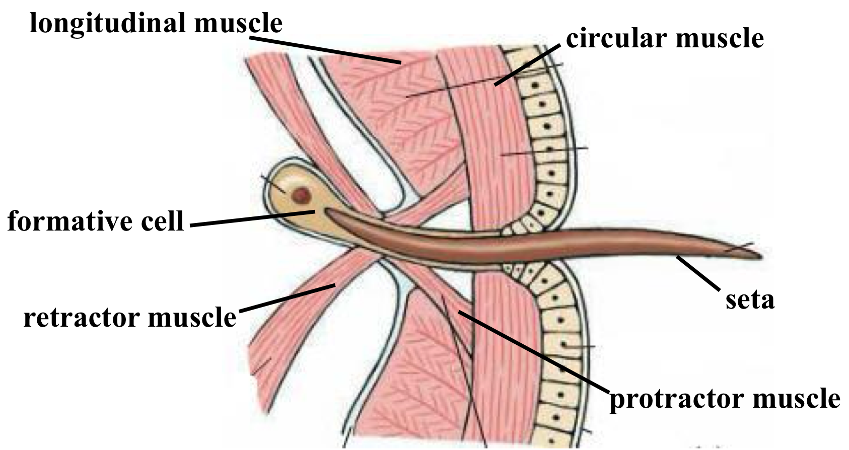 <ol><li><p>formative cell = makes the seta </p></li><li><p>longitudinal &amp; circular muscle = control body shape &amp; movement </p></li><li><p>protractor muscle = push seta out to grip </p></li><li><p>retractor muscle = pulls seta back in </p></li></ol><p></p>