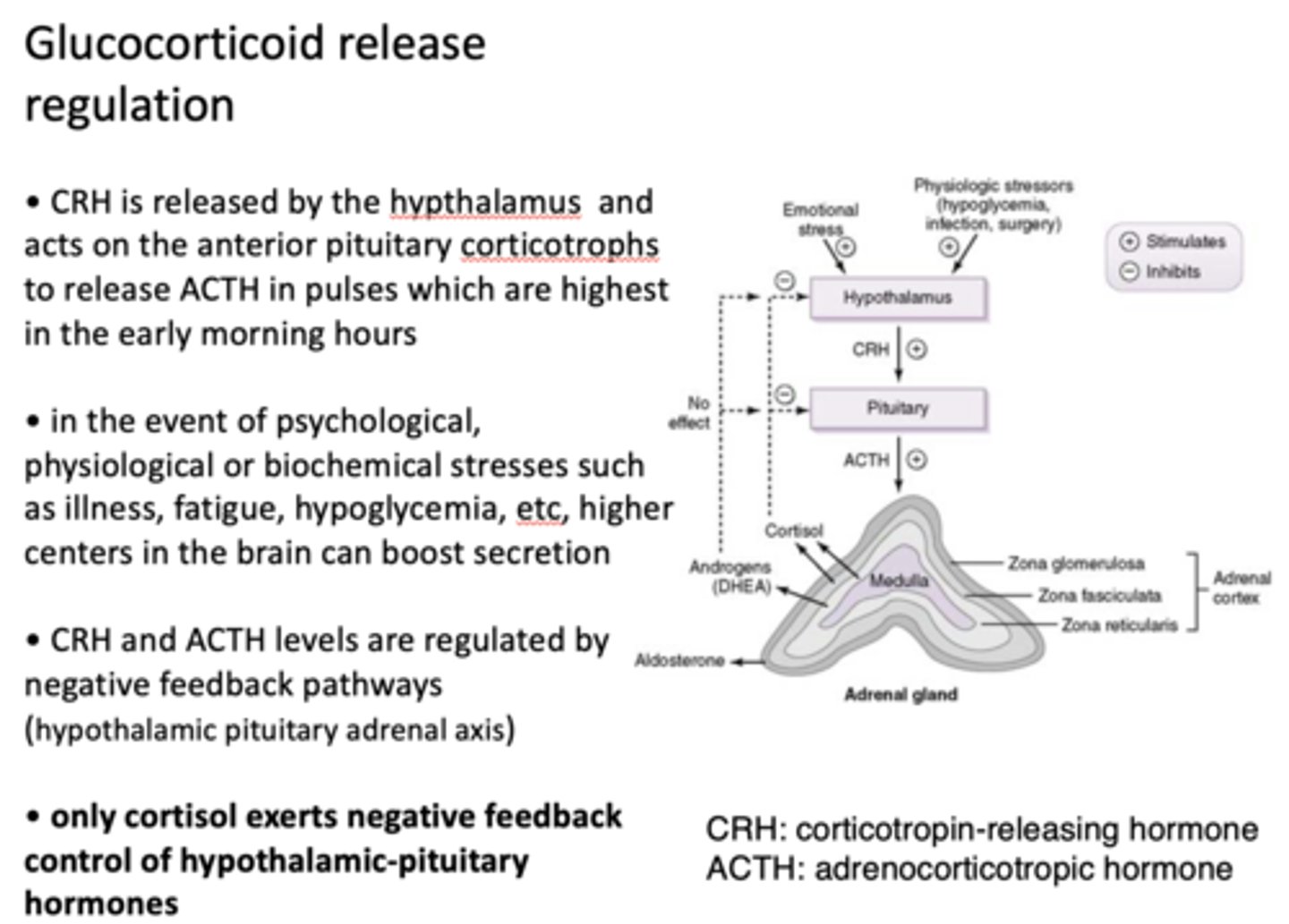 <p>cortisol</p>