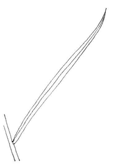 <p>describe the leaf shape</p>