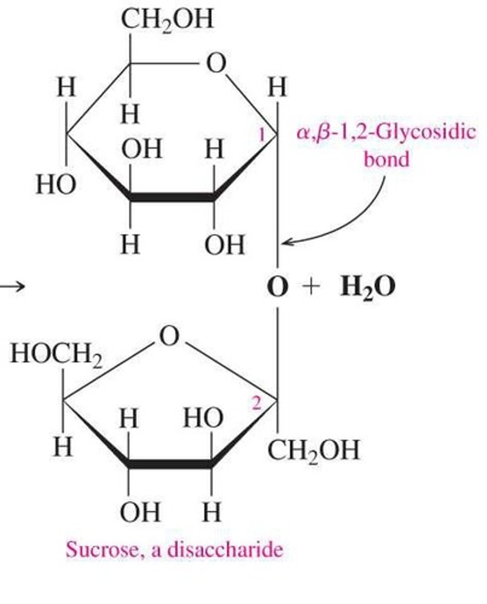 <p>Glucose and fructose linked by an α-1,2 glycosidic bond.</p>