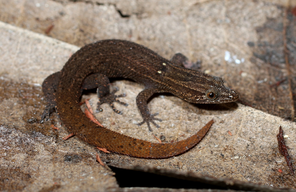 <p>Florida Reef Gecko, FL native, live in SE FL, sexually dimorphic, pointy snout, toe pads used to climb on walls, slightly expanded toe tips</p>