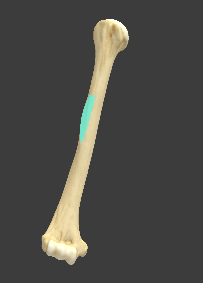 <p>Name and bone </p>