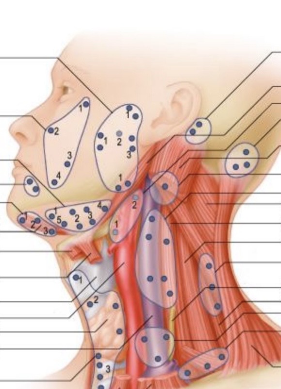 <ul><li><p>peripheral lymphoid organs connected to vascular system by afferent and efferent lymphatic vessels</p></li><li><p>ovoid or bean-shaped </p></li><li><p>2-20 mm in longitudinal diameter, usually occur in groups </p></li><li><p>~300 in head and neck</p></li><li><p>superficial located in superficial fascia/subcutaneous connective tissue</p></li><li><p>deep lie deep to fascia and muscles</p></li><li><p>function: play an important role in the defense mechanism of the body by filtering out micro-organisms and foreign substances</p></li></ul><p></p>