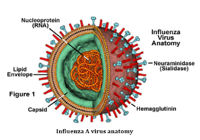 <p>Describe the structure of a virus.</p>