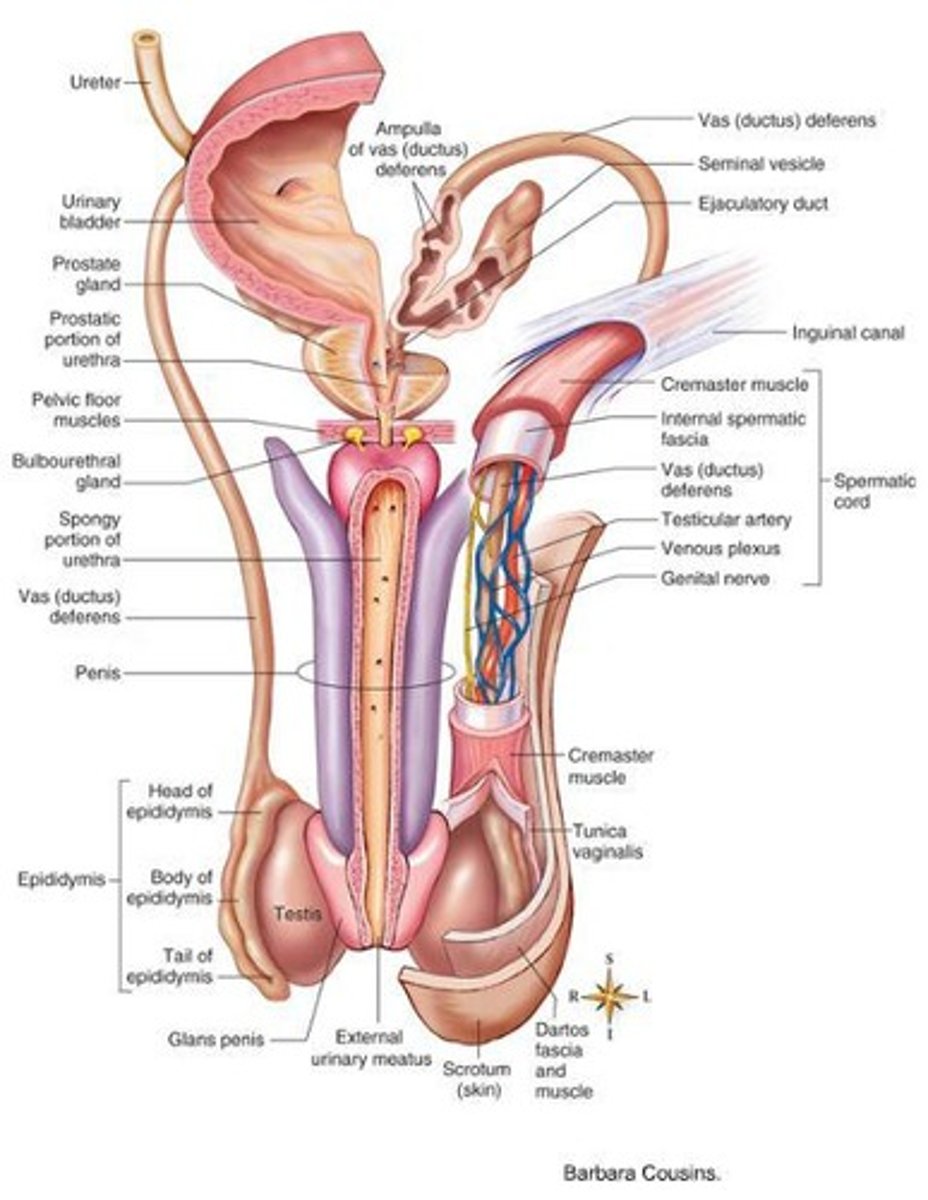 <p>The epididymis is the site for sperm maturation and storage, allowing sperm to gain mobility over 14 days.</p>