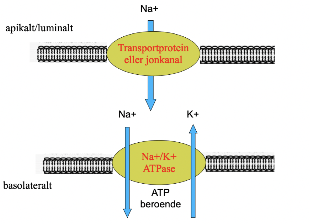 <p>Reabsorption av Na<sup>+</sup> sker <strong>apikalt</strong> av en jonkanal eller transportprotein. Denna transport möjliggörs av en gradient som skapas av en <strong>basolateral</strong> Na/K-ATPase. </p>