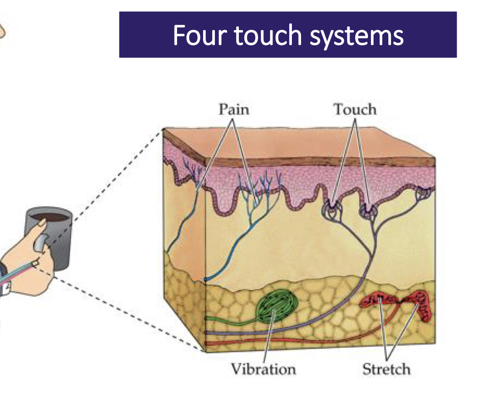 Pain receptors are at the surface of the skin.