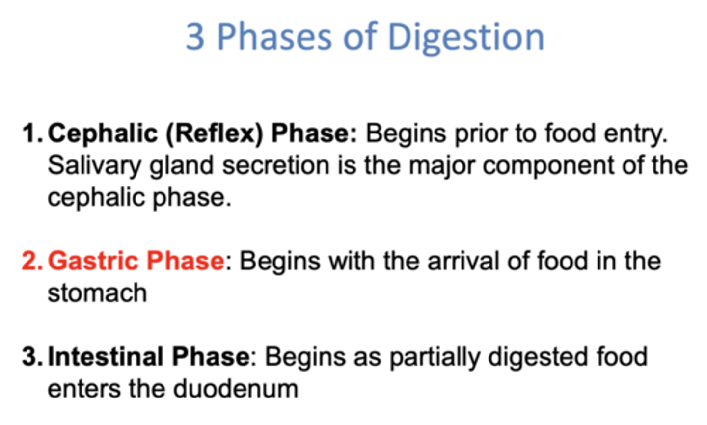 <p>Gastric phase</p>