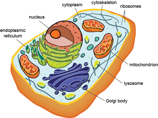 <p>Gives the cell structure, is like a bridge </p>