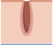 <p>name the type of gland</p>