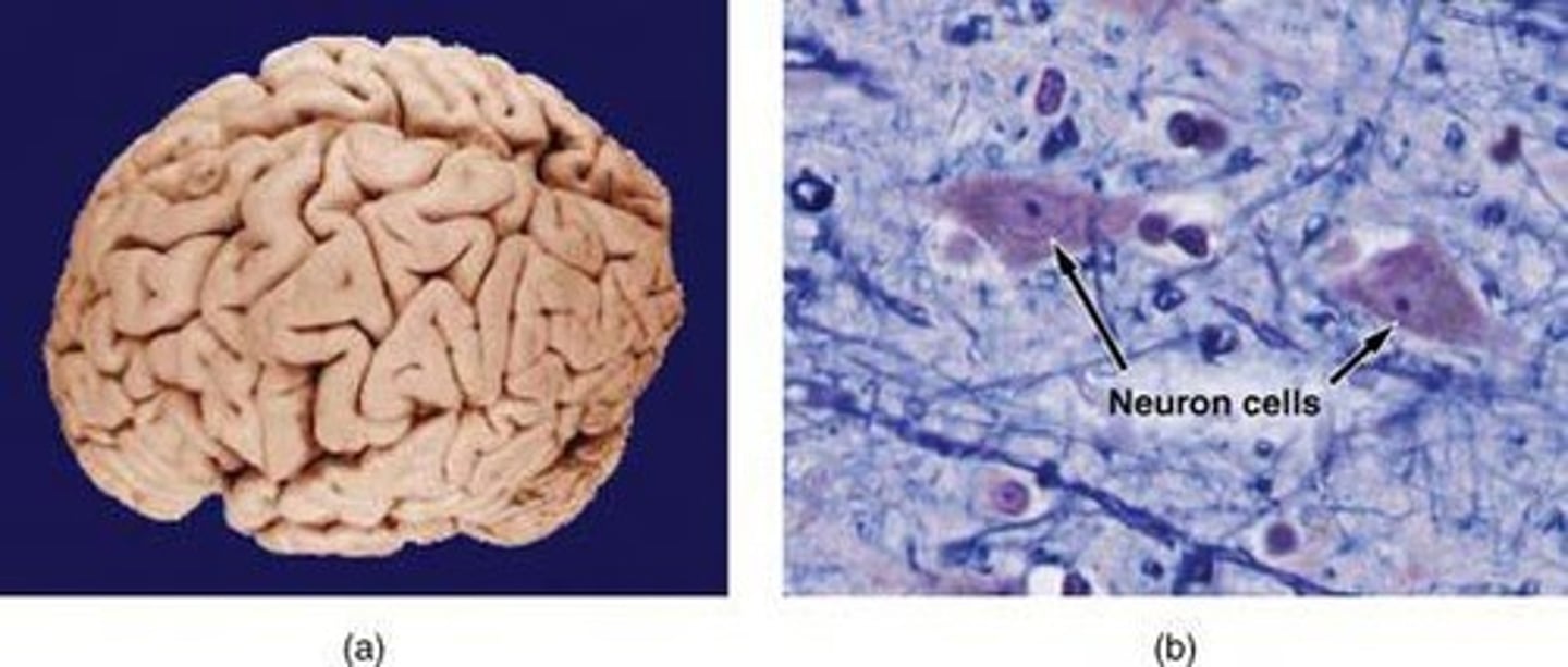 <p>Specialized structures within a cell that perform specific functions.</p>