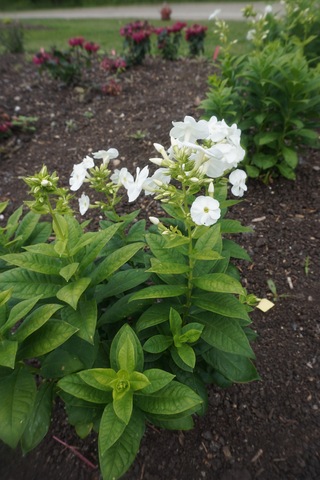 <p>fragrant pink to white flowers, entire margin foliage, sessile, ovate to oblong foliage, 5-notched petals</p>