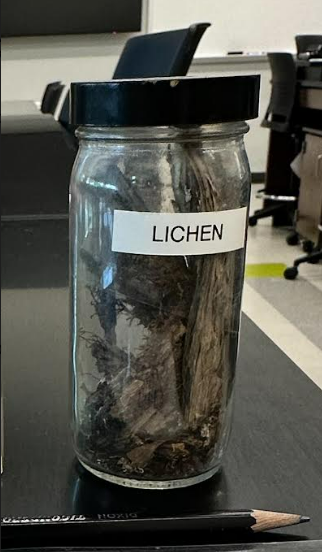 <p>Lichen Types: Crustose, Foliose, Fruticose</p>
