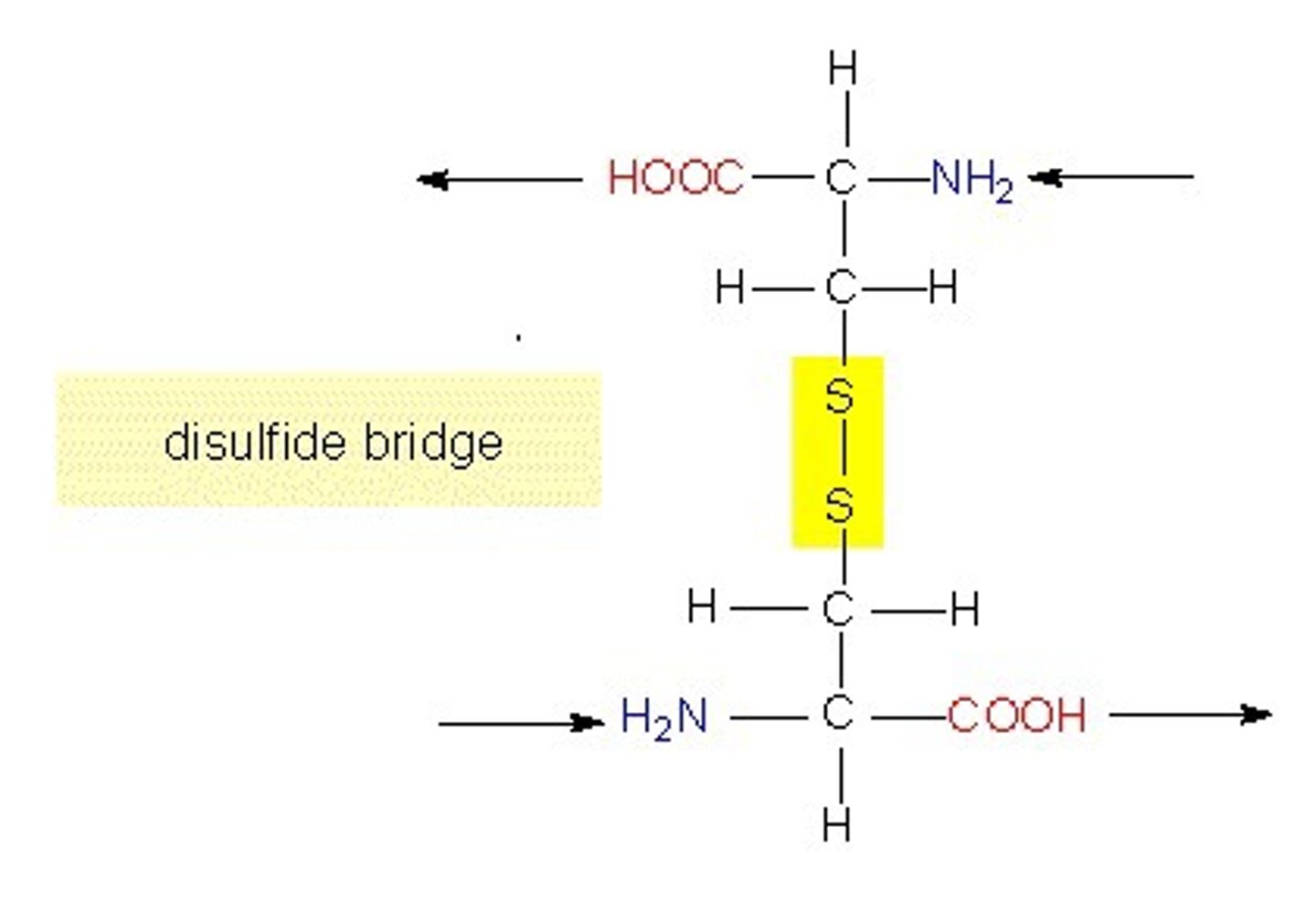 <p>disulfide bridge (between 2 cysteines, or 'cystine')</p><p>helps stabilize the 3D structure of proteins/enzymes</p>