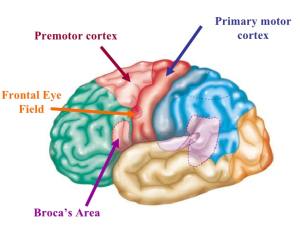 <p>Premotor Cortex</p>
