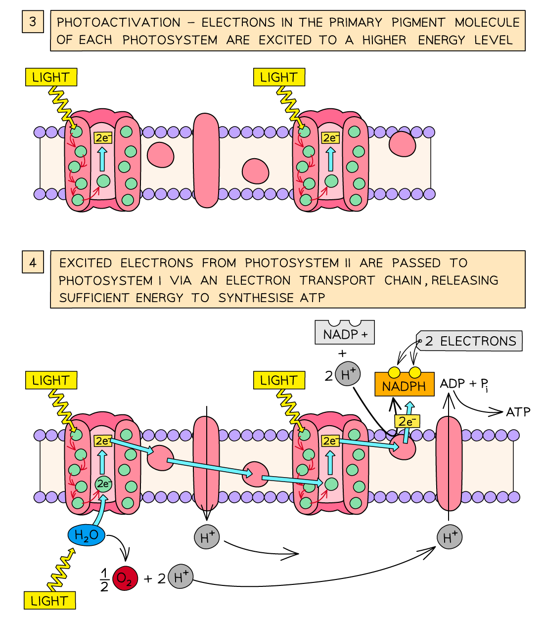 knowt flashcard image