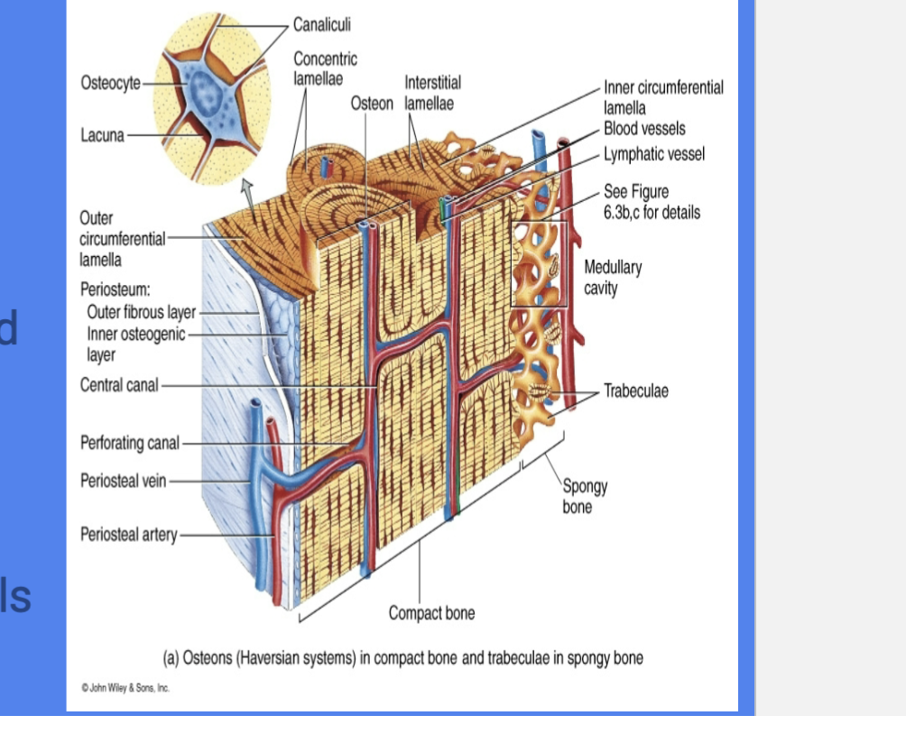<p>Basic </p><p>Functional and structural unit of compact bone </p><p>Runs Parallel to diaphysis </p>