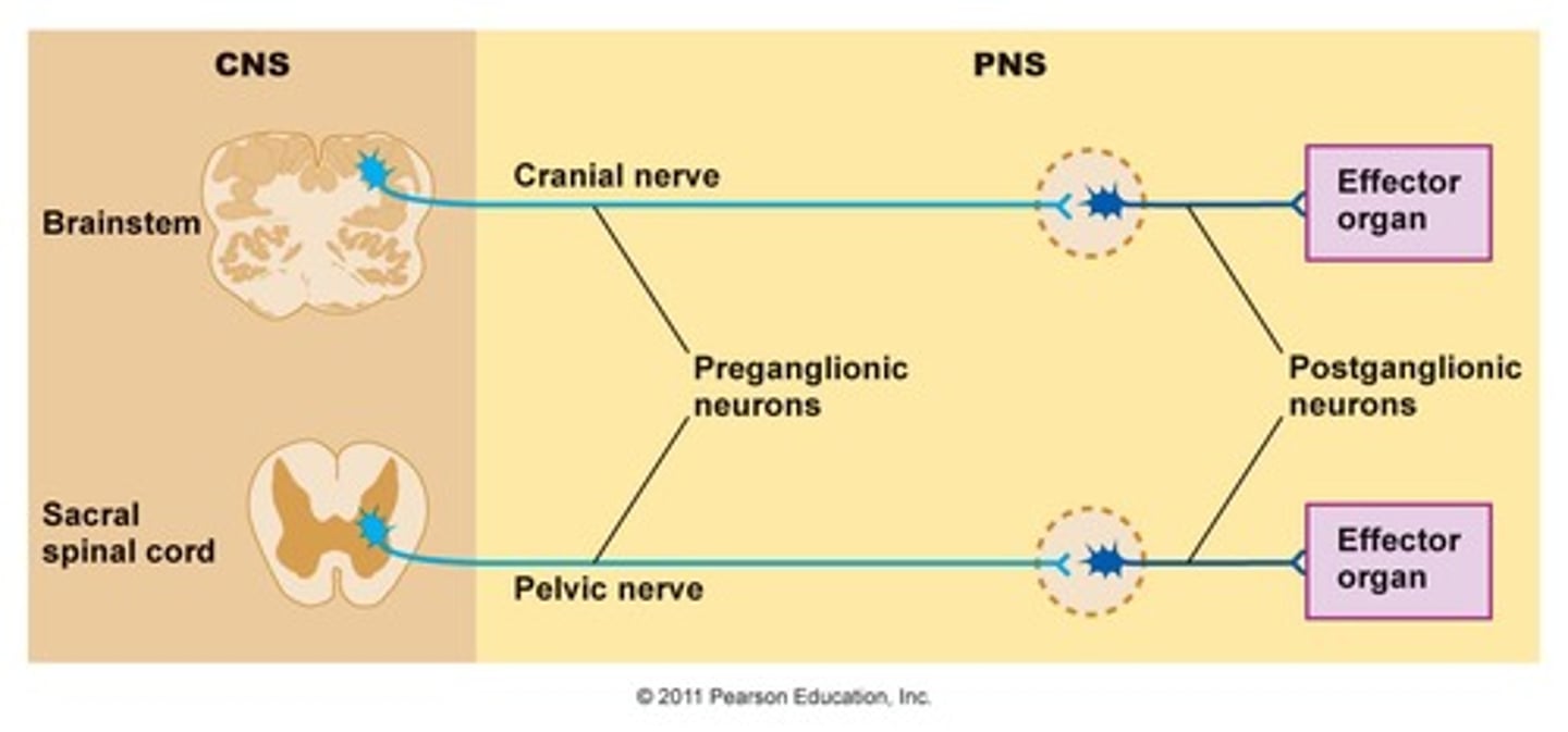 <p>(B) The soma of the Pre- and Post-Ganglionic Neurons are both in the CNS</p><p>Only the Soma of the Preganglionic Cells are in the CNS. Their axons exit the CNS, and the Postganglionic Neurons are entirely part of the PNS.</p>