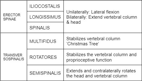 <p>Semispinalis</p>