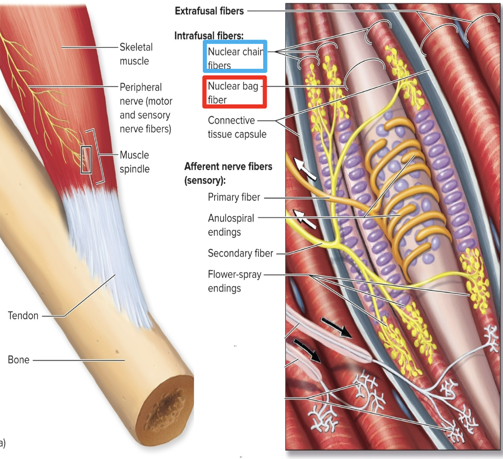 <ol><li><p><strong>Anulospiral endings:</strong> most stimulated at the beginning of the stretch (located in the nuclear <u>bag fibers)</u></p></li><li><p><strong>Flower Spray:</strong> respond more during sustained stretch (located in the nuclear <u>chain fibers</u>)</p></li></ol><p></p>