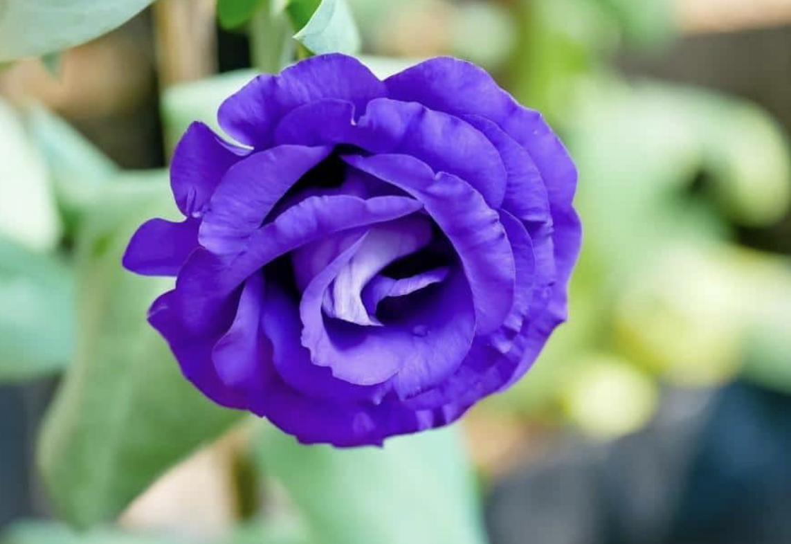 Flower 162