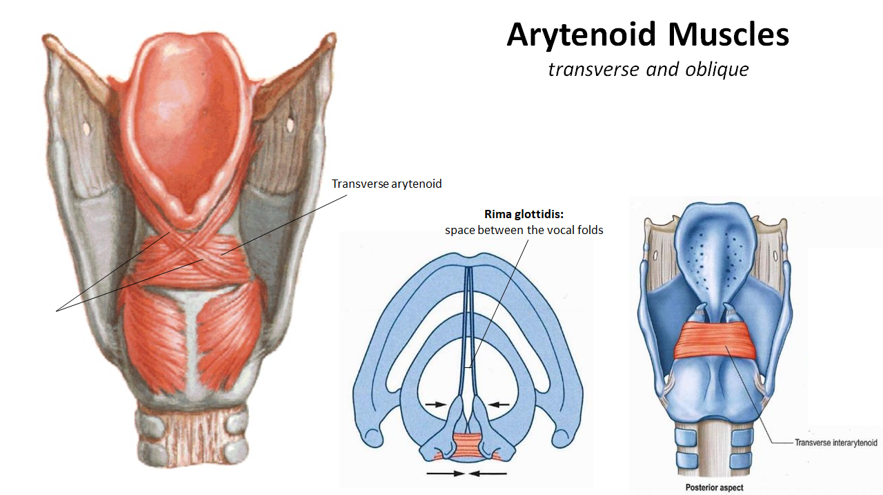 <p>What is the<strong> action and innervation</strong> of the<strong> transverse and oblique arytenoid muscles?</strong></p>