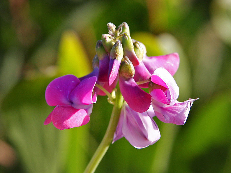 <p>What family does this plant belong to?</p>