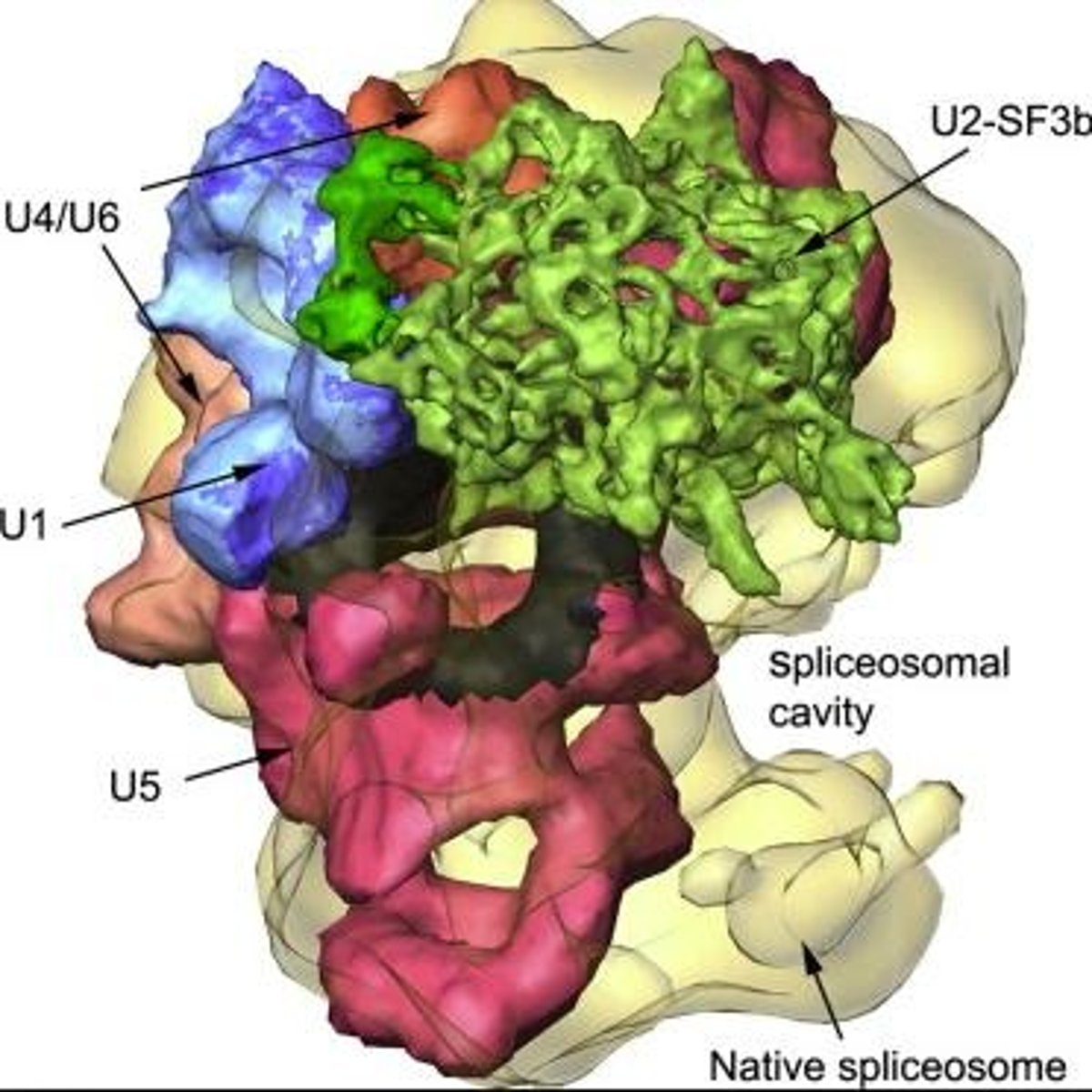 <p>Complex that excises introns from pre-mRNA.</p>