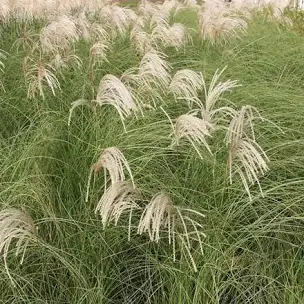 <p>Miscanthus sinensis cv ‘silberfeder’</p><p class="has-focus"></p><p class="has-focus">A clump-forming, deciduous perennial grass of variable size but can be up to 3m tall. Its upright to arching, linear,mid-green leaves are 1-2cm wide, characterised by a prominent silver-white midrib and turn yellow to pale brown from autumn into winter. Erect, airy, silvery to pale pinkflower plumes held above the foliage are produced in late summer and autumn</p>
