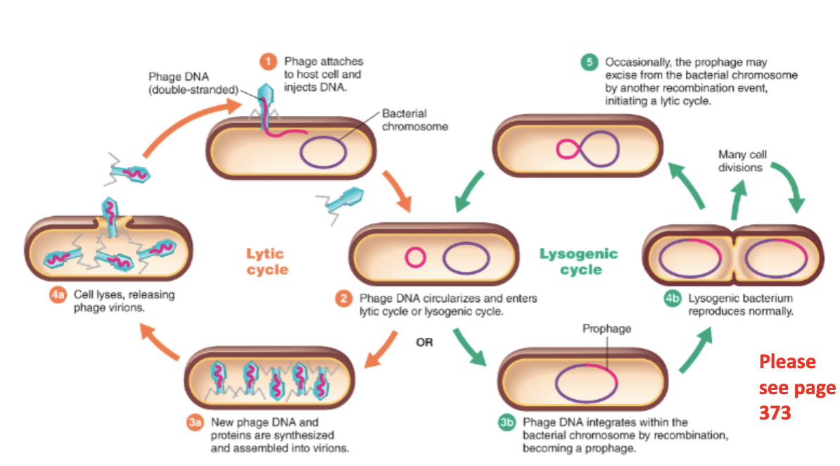 <p>Explain the Lytic Cycle. <strong>How do bacteriophages multiply.</strong></p>