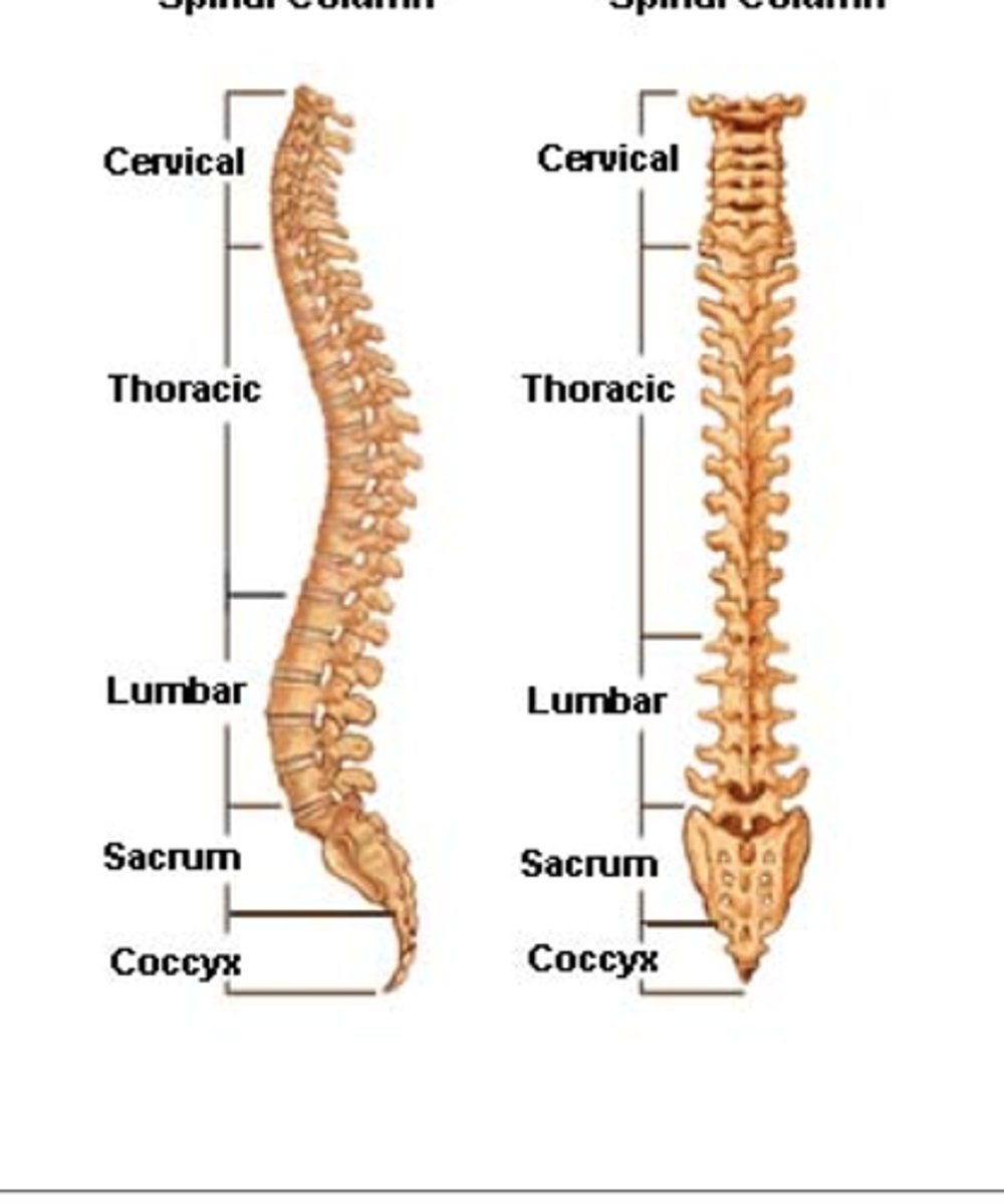 <p>Cervical</p><p>Thoracic</p><p>Lumbar</p><p>Sacral</p><p>Coccygeal</p>