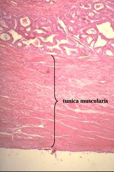 <p>Ampulla of ductus deferens, equine. </p><p>The outer wall of the ampulla is provided with a layer of smooth muscle, the tunica muscularis, from which smooth muscle bundles penetrate the interior via the <strong>trabeculae. </strong></p><p>Smooth muscle contraction during ejaculation causes the release of the secretion into the lumen</p>