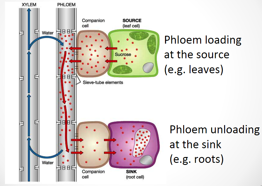 <p><span style="font-family: sans-serif">“mass-flow”</span><span><br></span><span style="font-family: sans-serif">(bulk-flow) through sieve tubes from source to sink</span></p>