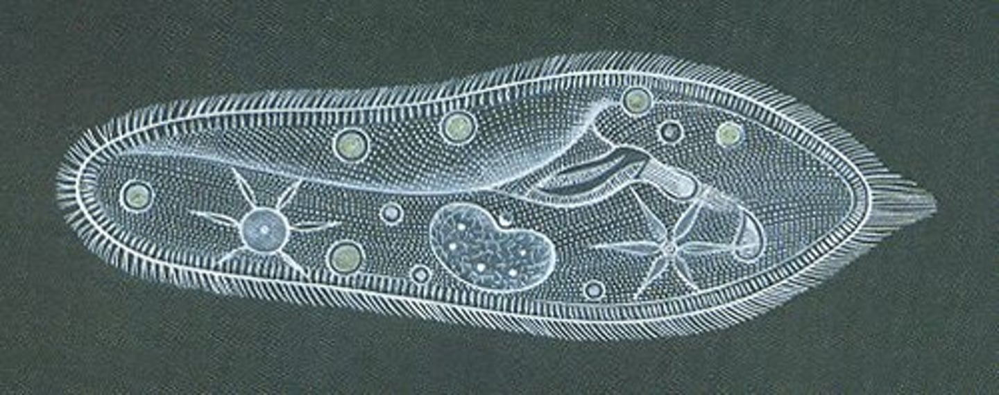 <p>having only one cell</p>