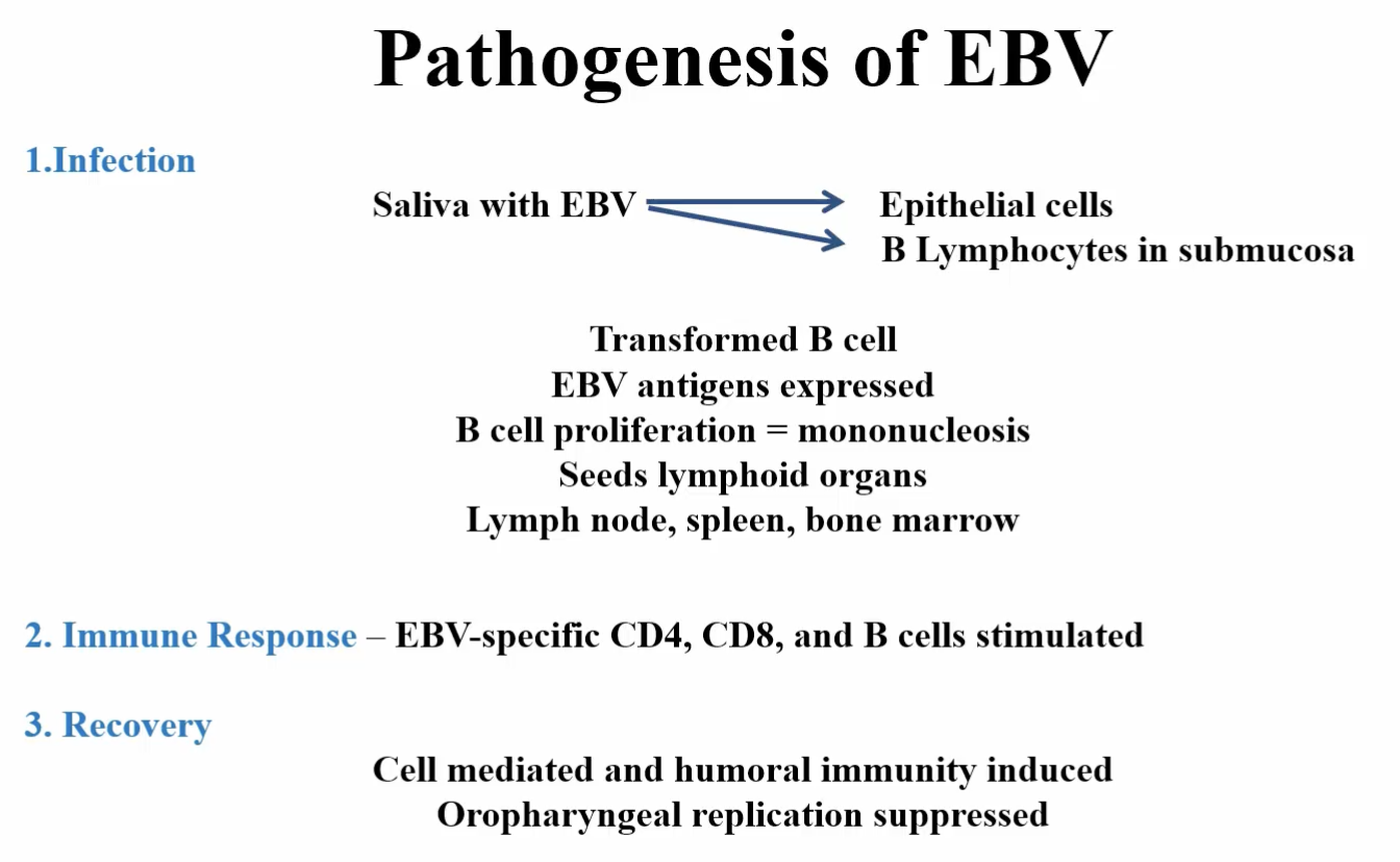 <ol><li><p><u>Infection</u>:</p><ol><li><p>Saliva with EBV → Epithelial cells or B Lymphocytes in submucosa</p></li><li><p>Transformed B cell</p></li><li><p>EBV antigens expressed</p></li><li><p>B-cell proliferation = <span style="color: #fec3ff"><strong>mononucleosis</strong></span></p></li><li><p>Seeds lymphoid organs</p></li><li><p>Lymph node, spleen, bone marrow</p></li></ol></li><li><p><u>Immune Response</u>:</p><ol><li><p>EBV-specific CD4, CD8, and B cells stimulated</p></li></ol></li><li><p><u>Recovery</u>:</p><ol><li><p>Cell-mediated and humoral immunity induced</p></li><li><p>Oropharyngeal and replication suppressed</p></li></ol></li></ol><p></p>
