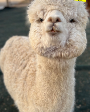 <p>What is this alpaca?</p>