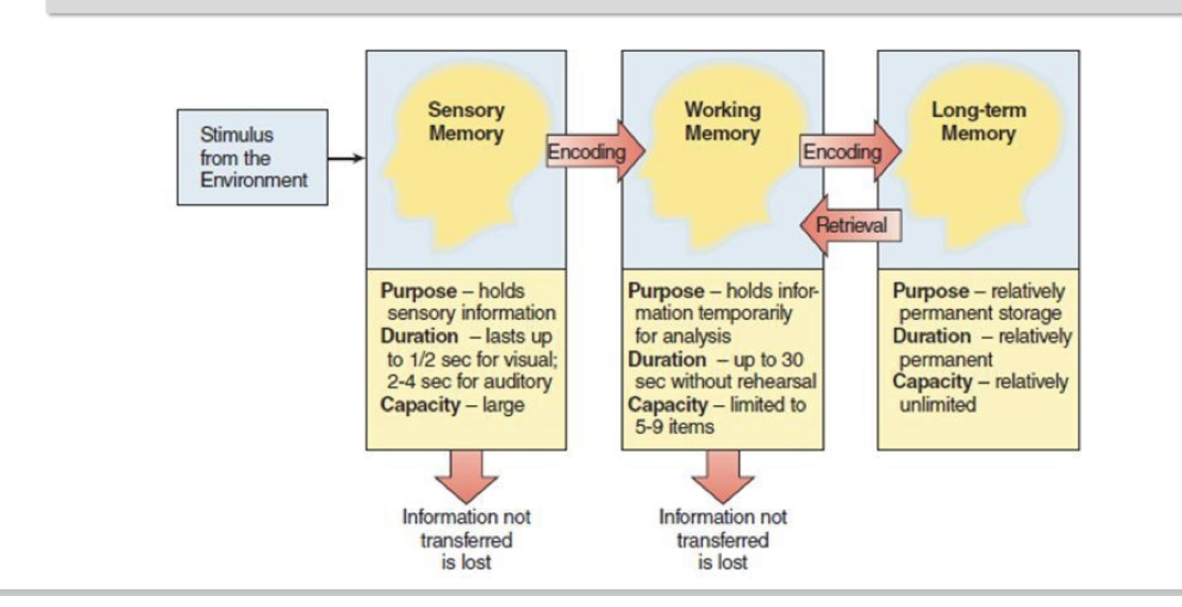 <p></p><p>• Memory is similar to a computer – different storage locations for different kinds of information</p><p>– Sensory memory – desktop icons</p><p>– Working memory – open files that disappear unless saved</p><p>– Long-term memory – the hard drive</p>