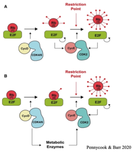 <p>The point at which the cell decides whether to go through with mitosis Mitogen signal acts through G1 and G1/S Cdks - phosphorylating Rb and releasing the Rb targets Rb covers the transcription factor target E2F The uncovering of this causes the transcription of genes needed for cell proliferation</p>