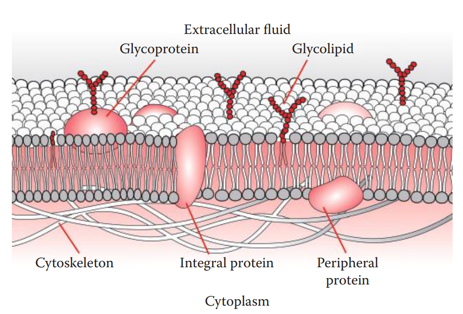 Cell membrane and carbohydrate-containing glycoproteins and glycolipids. 