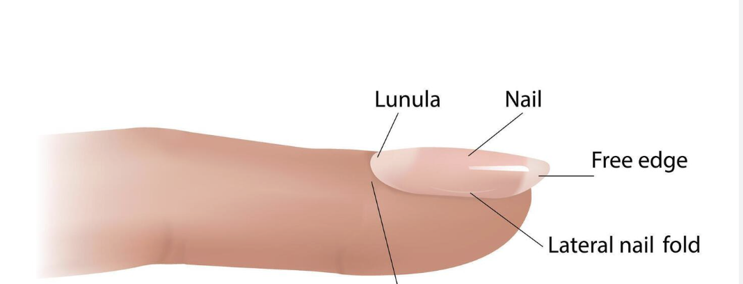 <p>Know + label ( proximal is underneath)</p><ul><li><p>protective and a good tool</p></li><li><p>The nail matrix produces heavily keratinized cells</p></li><li><p>protected on 3 sides from folds</p></li><li><p>lunula:&nbsp;“little white moon”</p></li><li><p>cuticle: a seal for the nail matrix</p></li></ul><p></p>