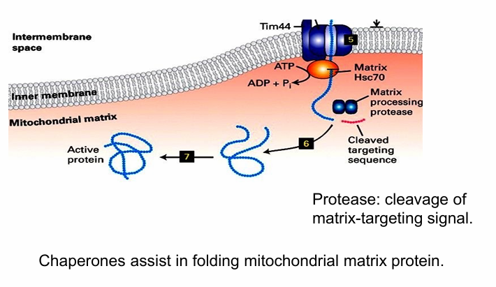 <ul><li><p>Matrix processing protease removes N-terminal matrix-targeting sequence&nbsp;</p><ul><li><p>Otherwise the protein won’t fold&nbsp;</p></li></ul></li><li><p>Hsc70 proteins then further assist it in folding&nbsp;</p></li></ul><p></p>