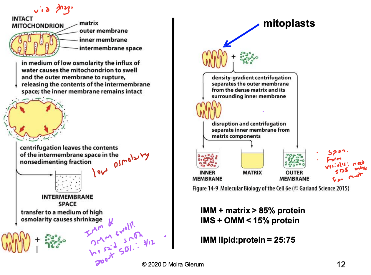 <ol><li><p>in a low osmotic environment, an influx of water causes the mitochondrion to swell and the OMM will rupture, releasing the IMS contents</p></li><li><p>centrifugation of this product leaves the contents of the IMS in the pellet. the supernatant (OMM fragments + mitoplasts) is transferred to a medium of high osmolarity to cause shrinkage and form <strong>mitoplasts</strong> (a mitochondria that only consists of IMM and matrix)</p></li><li><p>density-gradient centrifugation separates the outer membrane from the dense matrix and its surrounding inner membrane. disruption and centrifugation separate the IMM from the matrix components</p></li></ol>