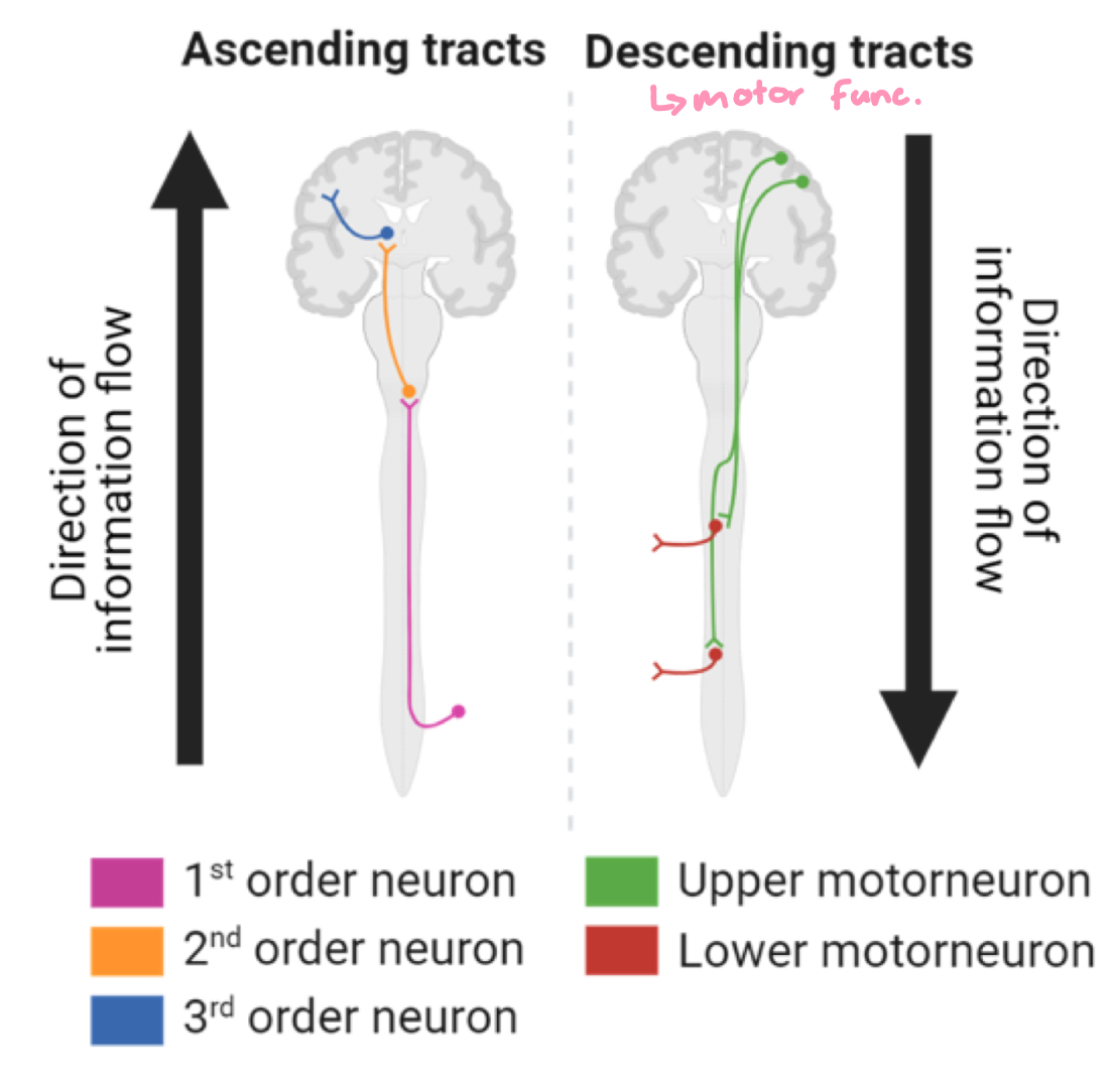 <p>spinal cord tracts</p>